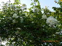 Albéric Barbier rose photo