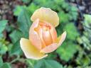 Roald Dahl rose photo
