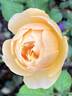 Roald Dahl rose photo