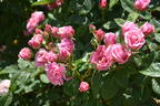 William Christie ® rose photo