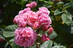 William Christie ® rose photo