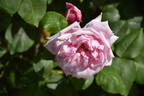 La France, Cl. rose photo