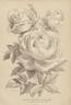 Heinrich Schultheis rose photo