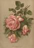 Grace Darling rose photo