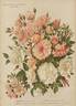 Mignonette rose photo