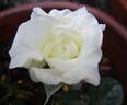 Dame Joan Sutherland rose photo