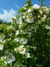 Nevada rose photo