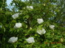 Nevada rose photo