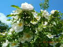 Nevada rose photo