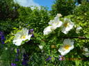 Nevada rose photo
