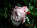 Blue Elric rose photo