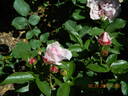 Blue Elric rose photo