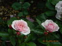 Blue Elric rose photo