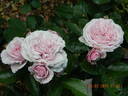 Blue Elric rose photo