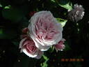 Blue Elric rose photo