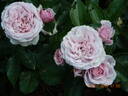 Blue Elric rose photo