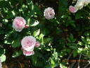 Blue Elric rose photo
