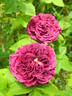 Mortalisatis rose photo