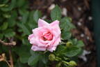 Pretty Polly rose photo