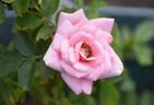 Pretty Polly rose photo