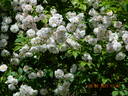 Paul's Himalayica, Double Pink rose photo