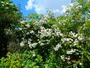 Paul's Himalayica, Double Pink rose photo