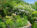 Paul's Himalayica, Double Pink rose photo