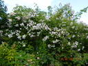 Paul's Himalayica, Double Pink rose photo