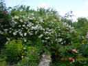 Paul's Himalayica, Double Pink rose photo