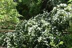 <i>Rosa banksiae</i> 'Double White' rose photo