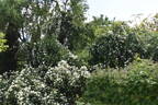 <i>Rosa banksiae</i> 'Double White' rose photo