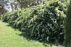 <i>Rosa banksiae</i> 'Double White' rose photo