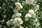 <i>Rosa banksiae</i> 'Double White' rose photo