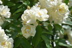 <i>Rosa banksiae</i> 'Double White' rose photo