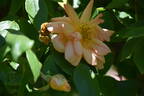 Crépuscule rose photo