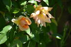 Crépuscule rose photo