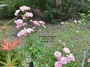 Dorothy Dennison rose photo