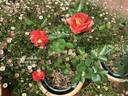 Heinrich Wendland rose photo