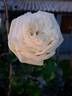 Pierre Arditi rose photo