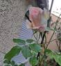 Bornéo Odore ® rose photo