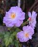 Auberge de l'Ill® rose photo