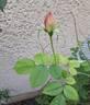 Sonia Rykiel ® rose photo
