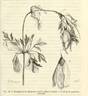 <i>C. calycina</i> Aiton synonym clematis photo