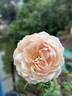 William Morris rose photo