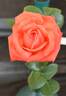 Madame Teresa Estaban rose photo
