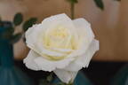 Tineke rose photo