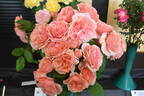 Elysium Fields rose photo