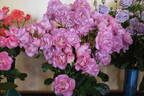 So In Love rose photo