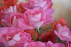 Cliff Richard rose photo