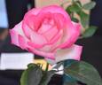 Lynn Anderson rose photo